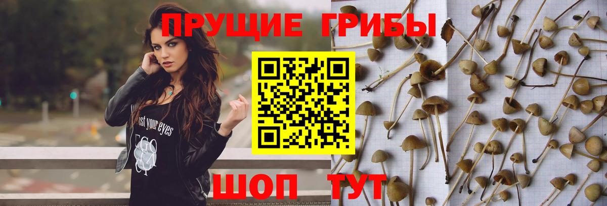 Сибай  Галлюциногенные грибы прущие грибы  Вход с VPN  Псилоцибиновые грибы ЛСД 